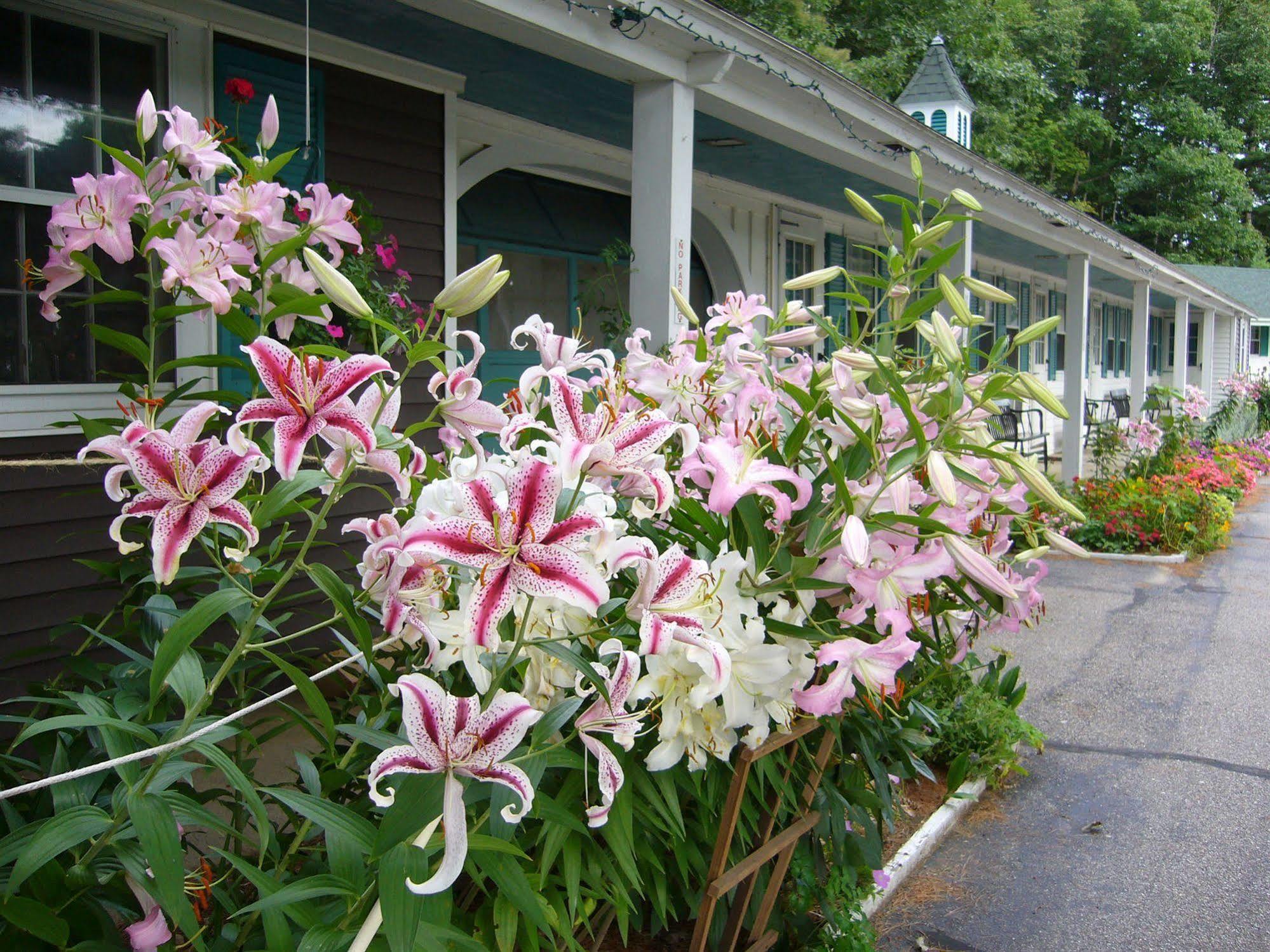 White Trellis Motel นอร์ทคอนเวย์ ภายนอก รูปภาพ